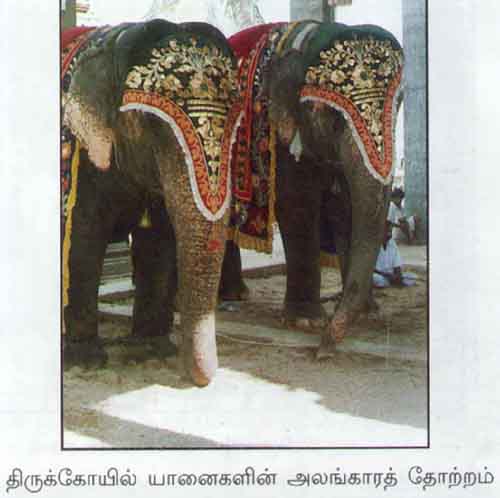 Decorated temple elephants